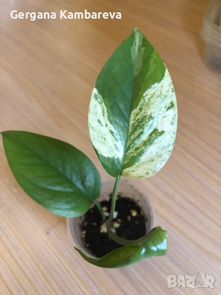 Epipremnum pinnatum Marble , снимка 1