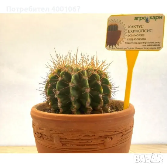 кактус, снимка 1