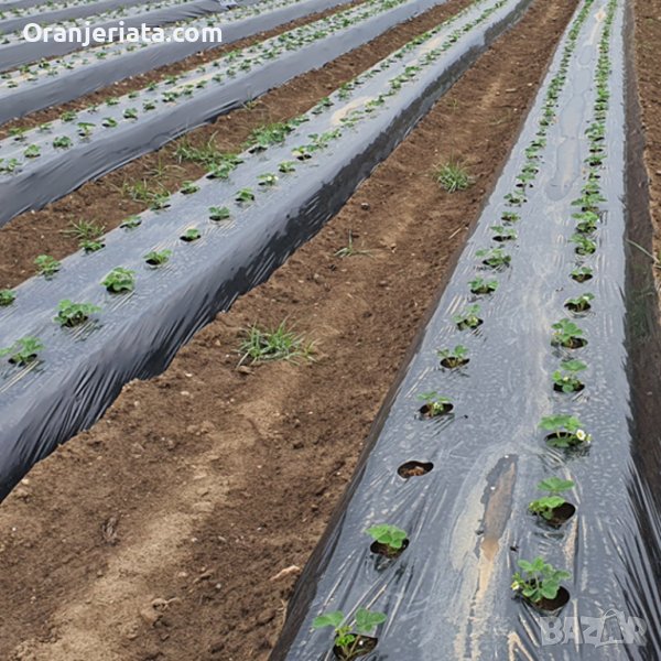 Мулчиращо фолио - мулч черно или сиво, снимка 1