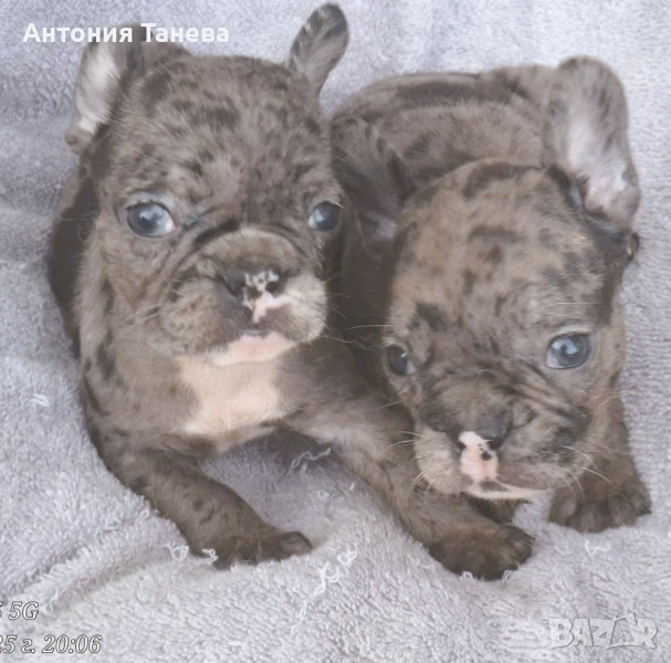 Френски булдог, снимка 1