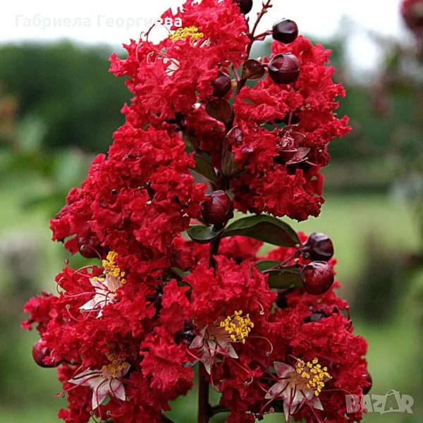 Индийски люляк , снимка 1