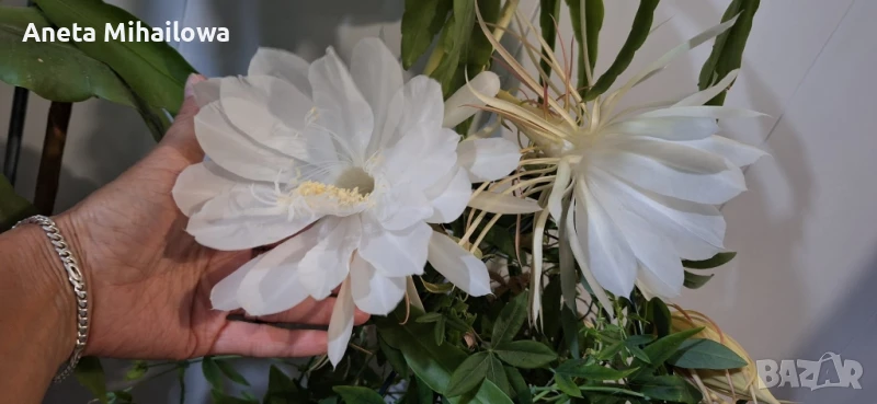 Бял ароматен Епифилум , снимка 1