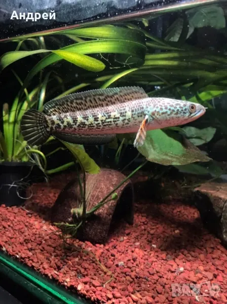 Змиеглав - Bleheri, снимка 1