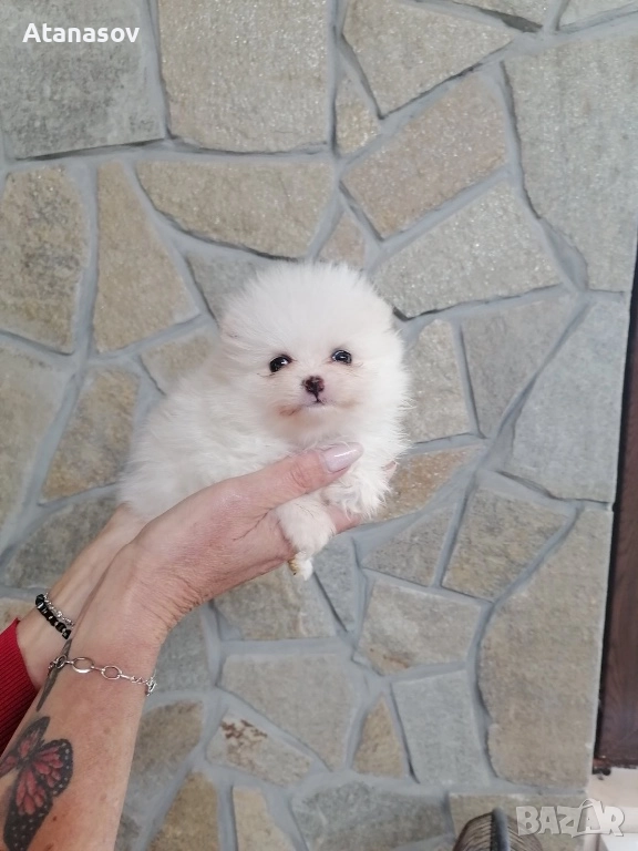 Померан Померанчета, снимка 1