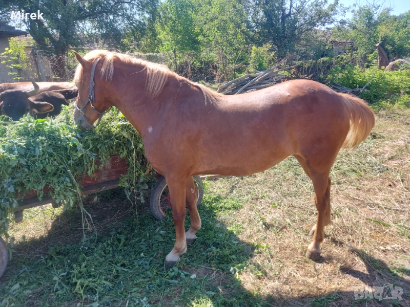за продажба, снимка 1