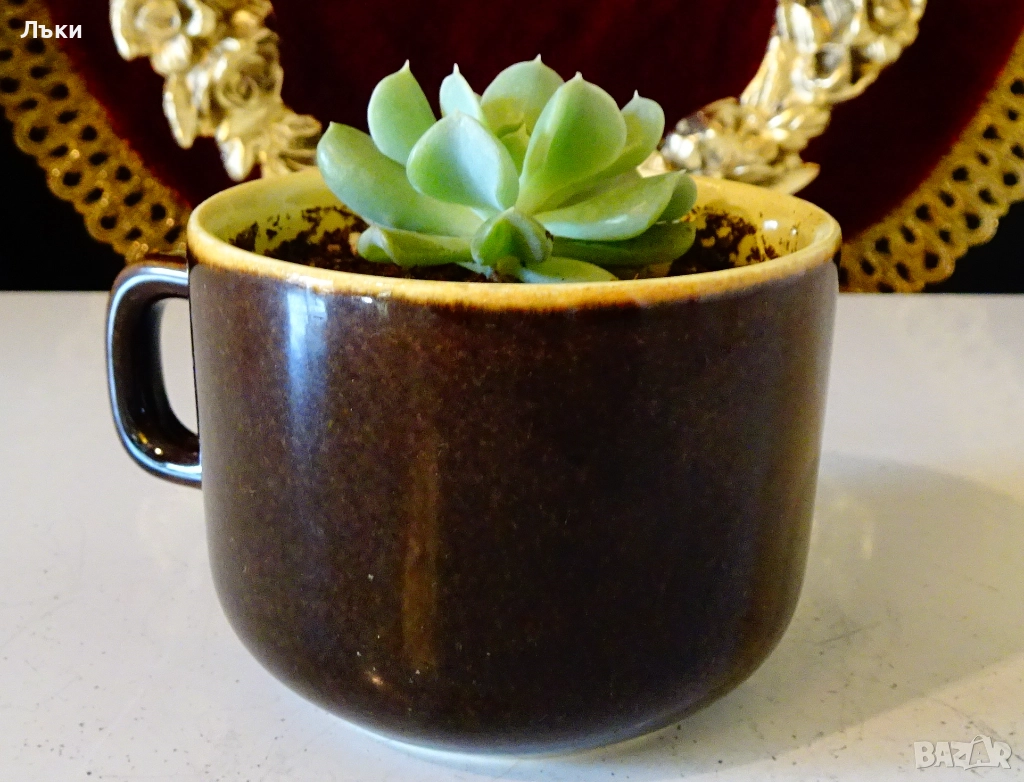 Сукулент Echeveria runionii Topsy Turvy в чаша . , снимка 1