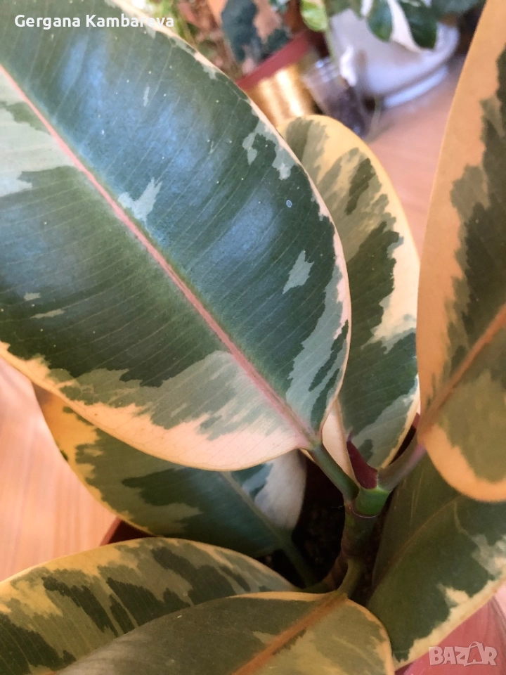 Ficus elastica Ruby , снимка 1