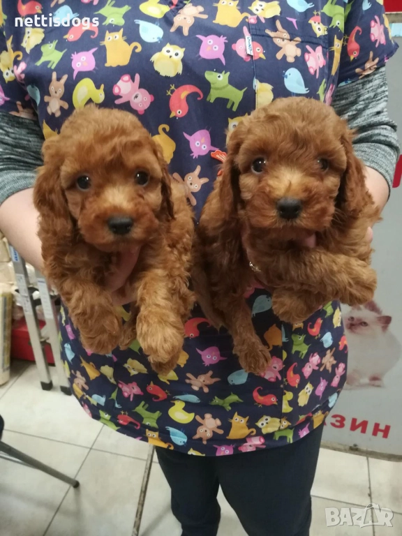 Той Пудели, снимка 1