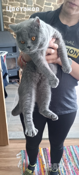 Британска късокосместа, снимка 1