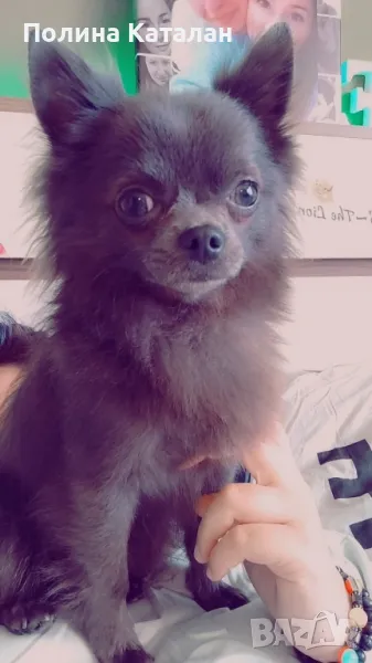 Дългокосместо чихуахуа, снимка 1