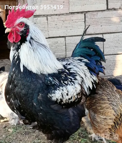 яйца за люпене, снимка 1