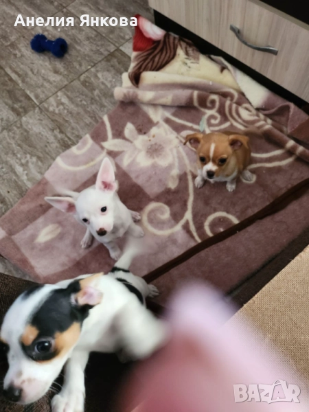 Пинчери, снимка 1