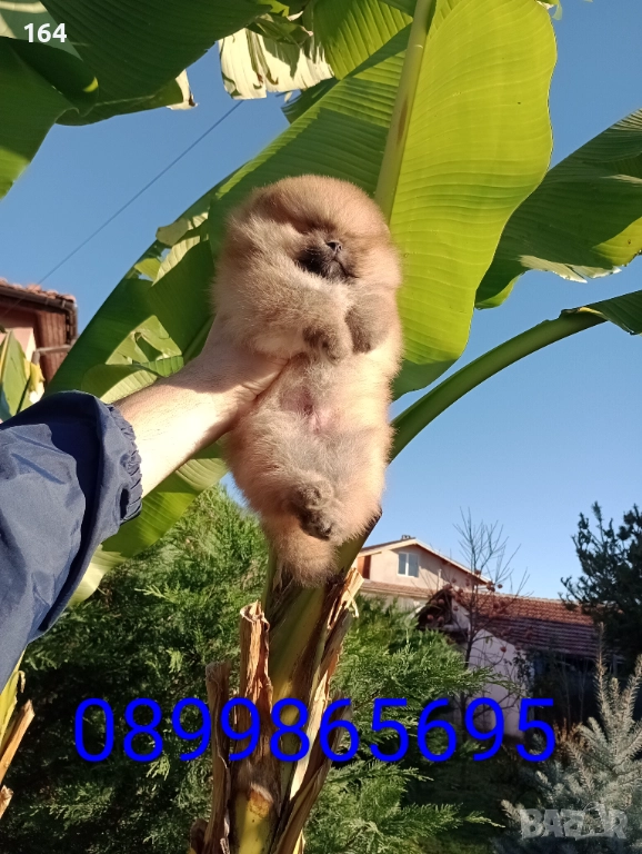 Мъжки Померан на 3 месеца . , снимка 1