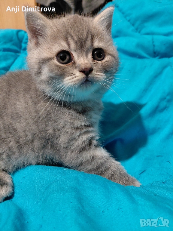 Британска късокосместа., снимка 1