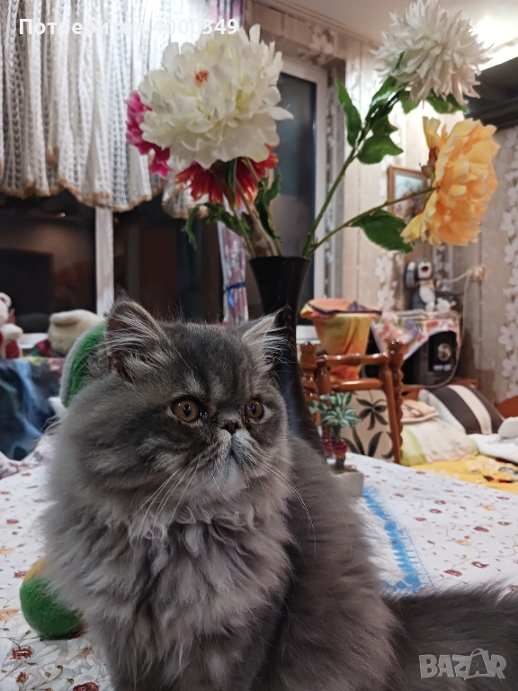 Продавам персийско женско коте, снимка 1