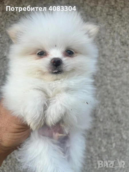 Померан шпиц, снимка 1