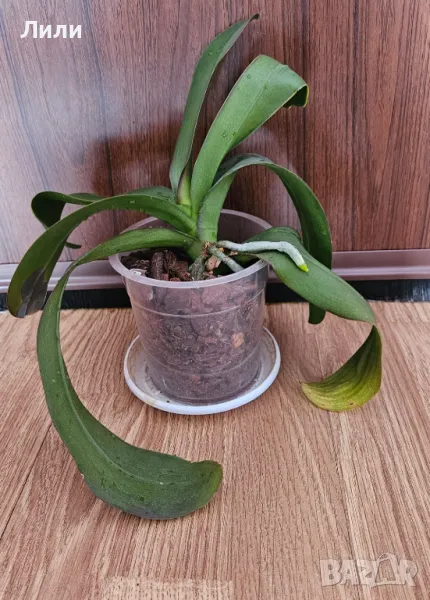 Орхидея фаленопсис бяла, снимка 1