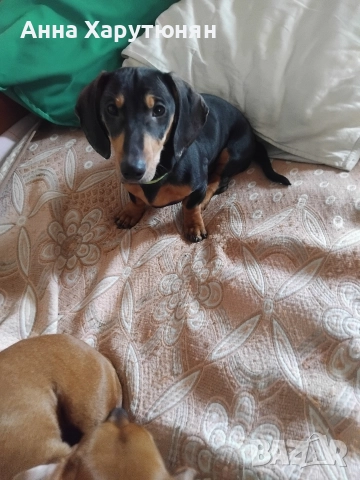 продавам две дакелчета мъжки