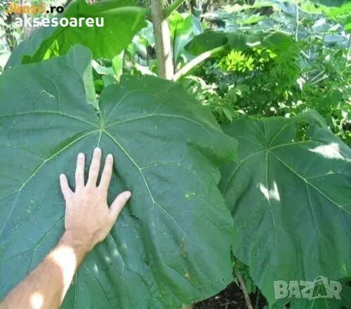 400 качествени семена от красиво декоративно медоносно дърво пауловния томентоса декорация украса, снимка 12 - Сортови семена и луковици - 50387864