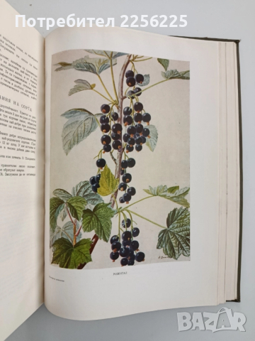 Българска помология 1960г ( том 2 ), снимка 4 - Специализирана литература - 52564980
