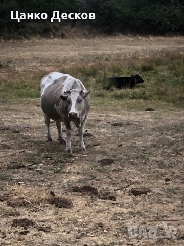 Стадо крави, снимка 6 - Крави - 51846249