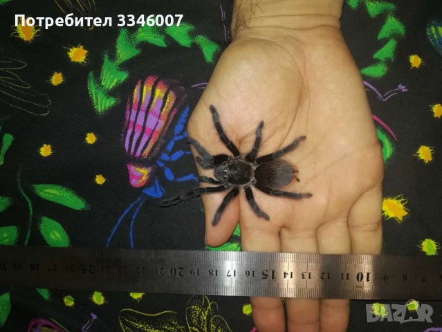 Тарантла tarantula , снимка 9 - Други - 44106536