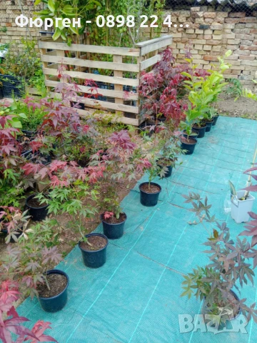 АЦЕР - Японски клен -   Налични 5 вида Студоустойчиви, снимка 9 - Разсади - 34223583