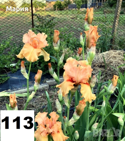 Сортови вискоки ириси /брадати ириси, снимка 16 - Сортови семена и луковици - 46410355