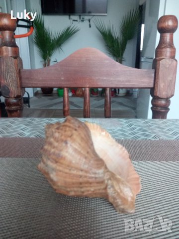 Продавам морски охлюв- рапан., снимка 2 - Декорация за дома - 43348980