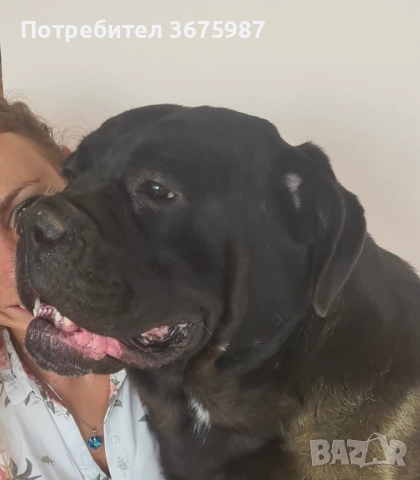 Кане Корсо (Cane Corso) бебета, снимка 5 - Кане корсо - 51490525