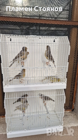 Ахат жълта мозайка,16 мъжки 14 женски., снимка 9 - Канари - 52721354