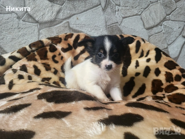 чихупинчер, снимка 4 - Пинчер - 53231165