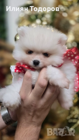 Мини Померан, снимка 3 - Померан - 52671877