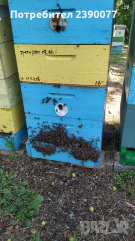 Пчелен мед полифлорен, Реколта 2022 г., снимка 3