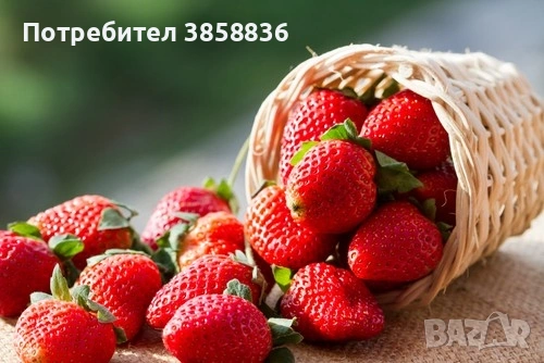🍓 Качествен разсад ягоди и малини – засади днес, береш утре! 🌱, снимка 11 - Разсади - 53583916