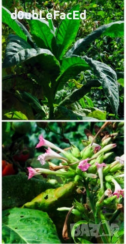 Семена за тютюн, снимка 2 - Градински цветя и растения - 51459169
