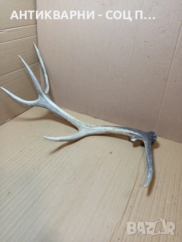 Стар Голям Еленски Рог Рога 1.350кг. НОМЕР 778., снимка 2 - Антикварни и старинни предмети - 53585209