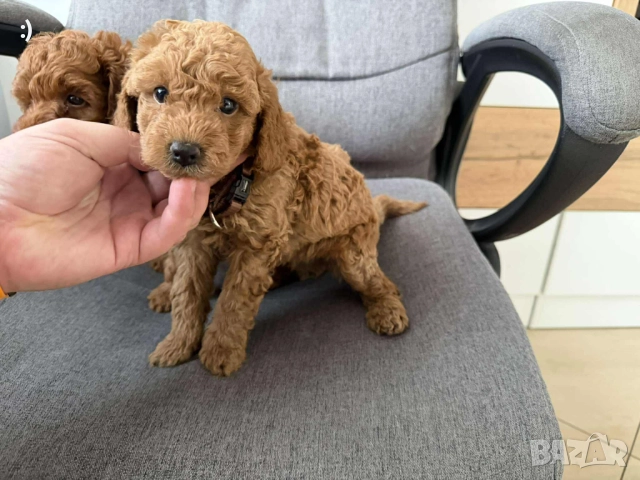 Мини пудели Актуално от 5.12.2025, снимка 2 - Пудели - 52654962