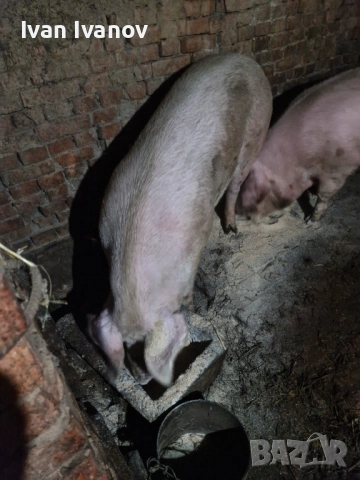 Прасета малки и големи