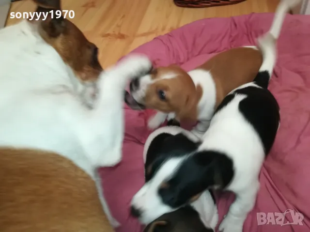 джакове-бебета с първа ваксина и паспорт 0502251824, снимка 11 - Джак ръсел териер - 48981730