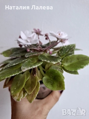 Мини сентполия, АВ-Молочные Реки, снимка 2 - Стайни растения - 53294356