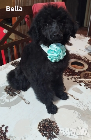 Мини пудел, снимка 3 - Пудели - 52938794