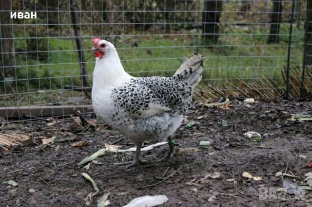 Сребърно Брезе яйца, снимка 5 - други­ - 31147352