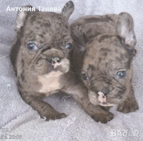 Френски булдог, снимка 1