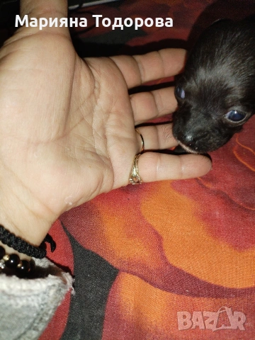 Пинчер, снимка 4 - Пинчер - 53447224