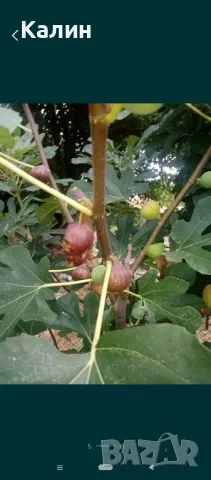 ранна смокиня, снимка 2 - Градински цветя и растения - 50156155