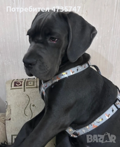 Кане Корсо, снимка 3 - Кане корсо - 53451261