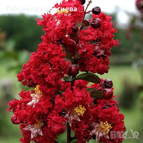 Индийски люляк 