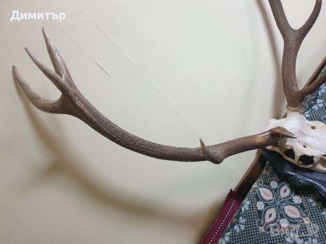 Трофей от голям благороден елен с поставка от дъб–ръчна дърворезба., снимка 5 - Антикварни и старинни предмети - 36803498