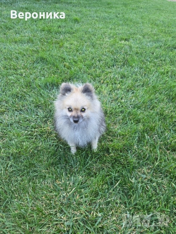 померан момче 1.900кг, снимка 10 - Померан - 52054274